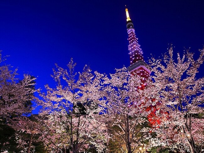 芝公園夜桜.jpg