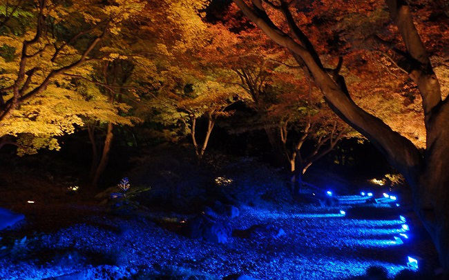 大田黒公園ライトアップ１.jpg
